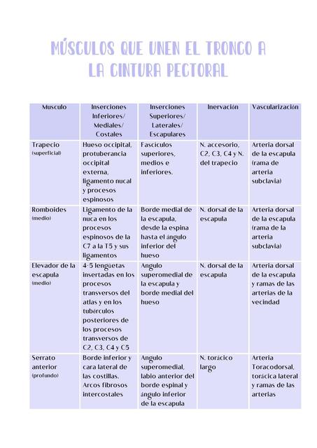 Músculos que Unen la Cintura p al Húmero y Tronco Agustina Silveira