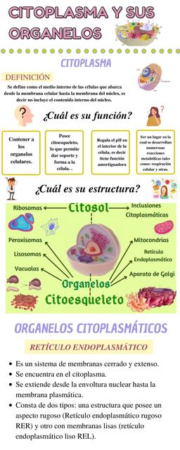 Infograf A Del Citoplasma Y Sus Organelos Lorena Alejandra Jaimes