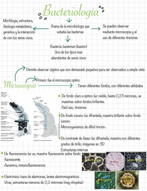 BACTERIOLOGÍA Scarlet Kozma uDocz