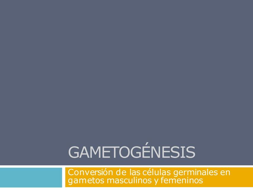 Gametogénesis y Fecundación katherine Sillero uDocz