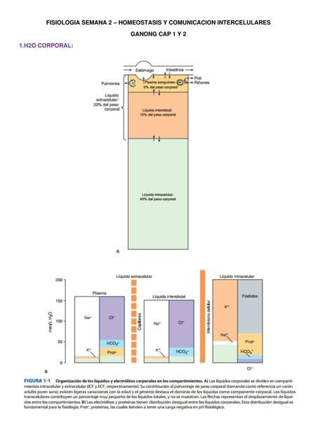 Homeostasis y Comunicación Intercelular kyara massiere uDocz