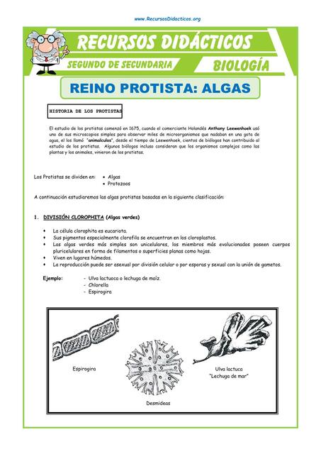 El Reino Protista Algas Para Segundo De Secundaria Biologia Vida Udocz