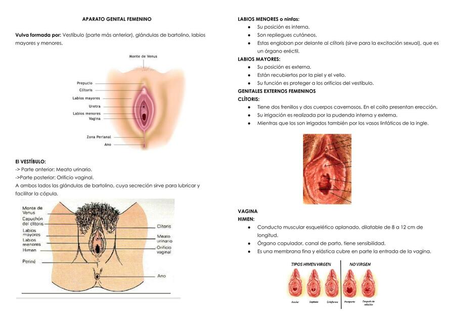 Sistema Reproductor Femenino Maria Joaquina Lombardi UDocz