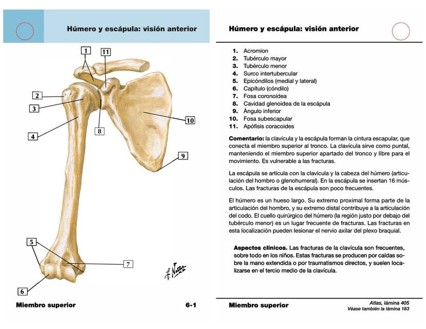 Netter Flashcards De Anatom A Miembro Superior Mirko Bangert Furlan