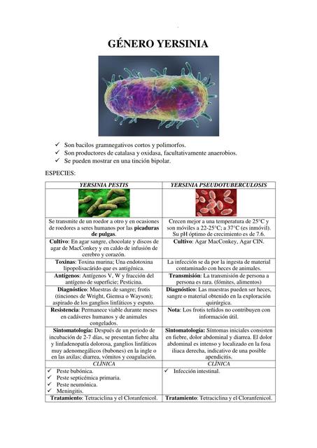 G Nero Yersinia Doctor Teco Udocz