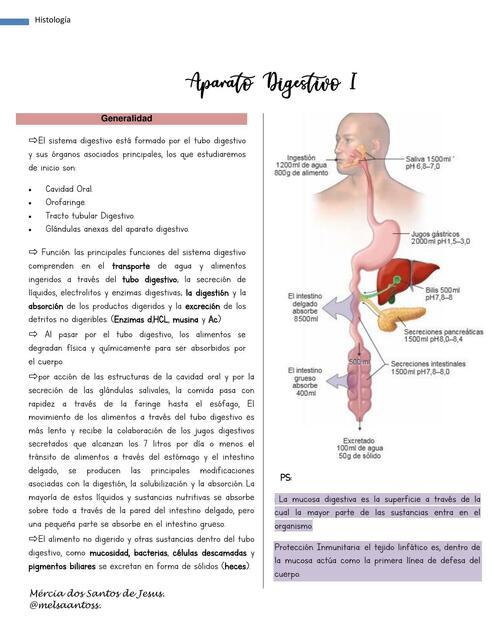 Aparato Digestivo Mercia Medicina Udocz