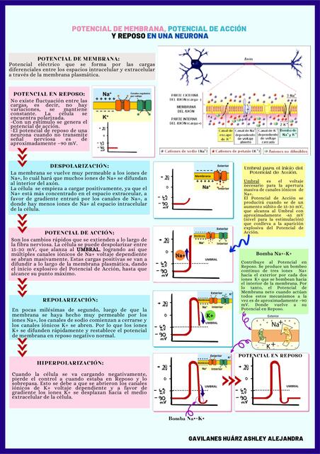 Sistema Nervioso Neuronas UDocz