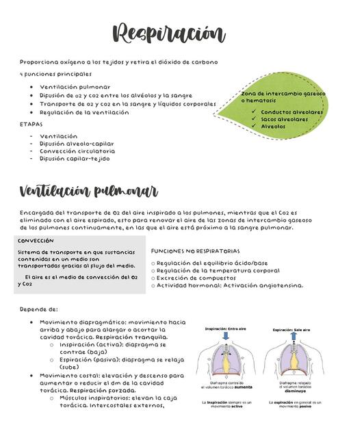 Respiratorio fisiología Candela uDocz