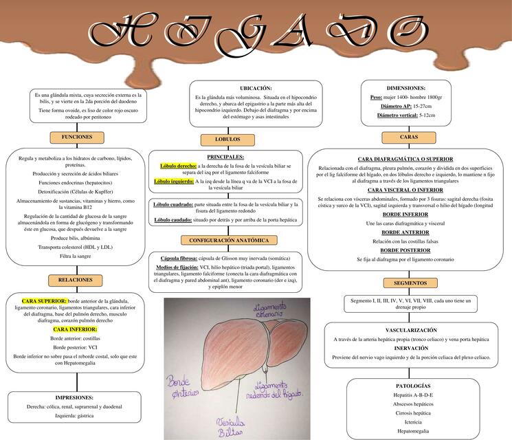 Higado Mapa Conceptual A Z Udocz