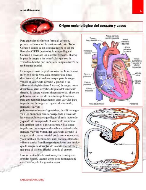 Embriolog A Del Coraz N Jesus Mateo Zapa Udocz