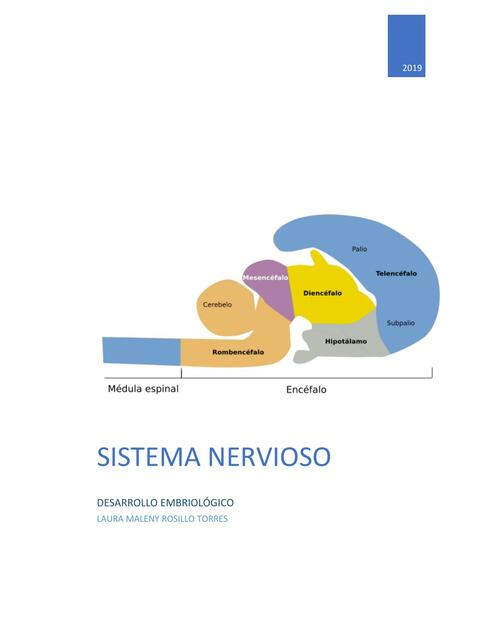 Desarrollo Embrionario Del Sistema Nervioso Maleny Rosillo Udocz