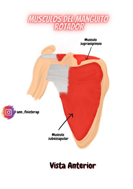 M Sculos Del Manguito Rotador Nufitrisio Udocz