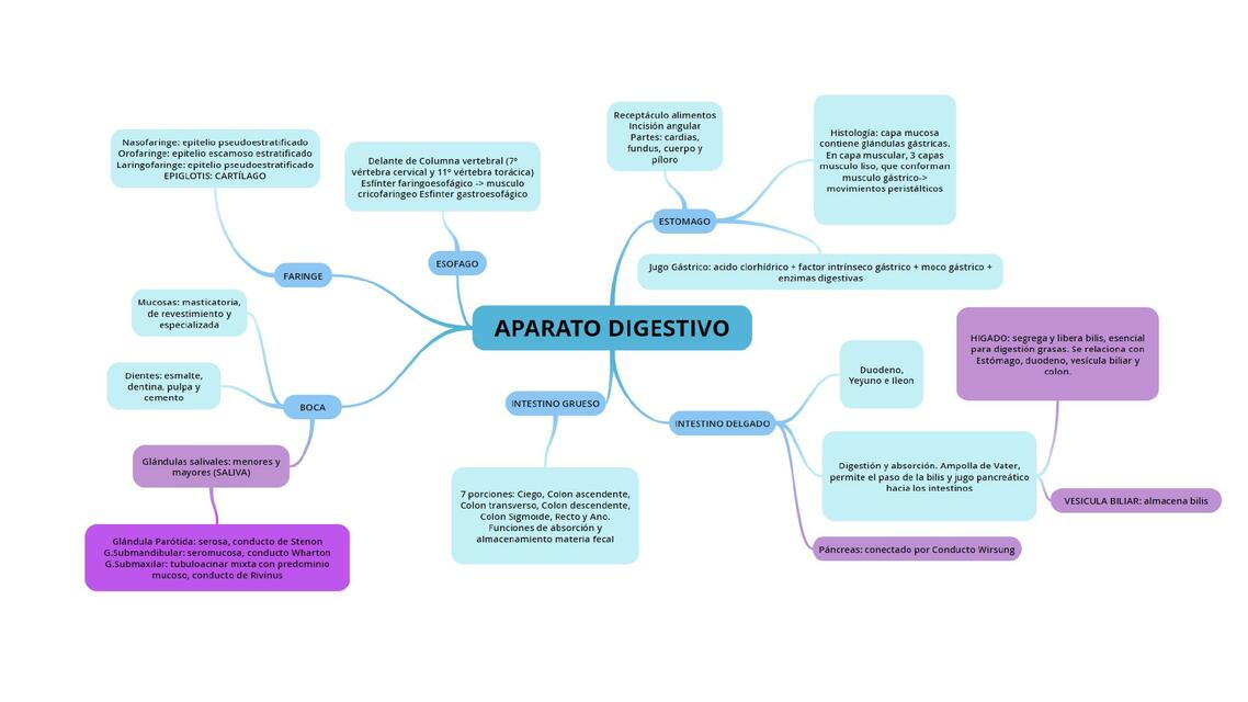 Aparato Digestivo Adriana Martinez Udocz