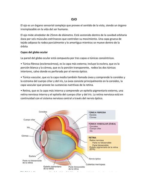 RESUMEN DE OJO Steve UDocz