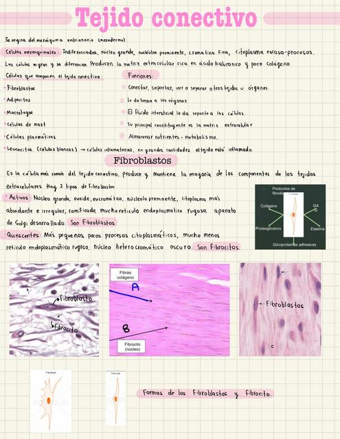Histolog A Del Tejido Conectivo Vetapuntes De Juli Udocz