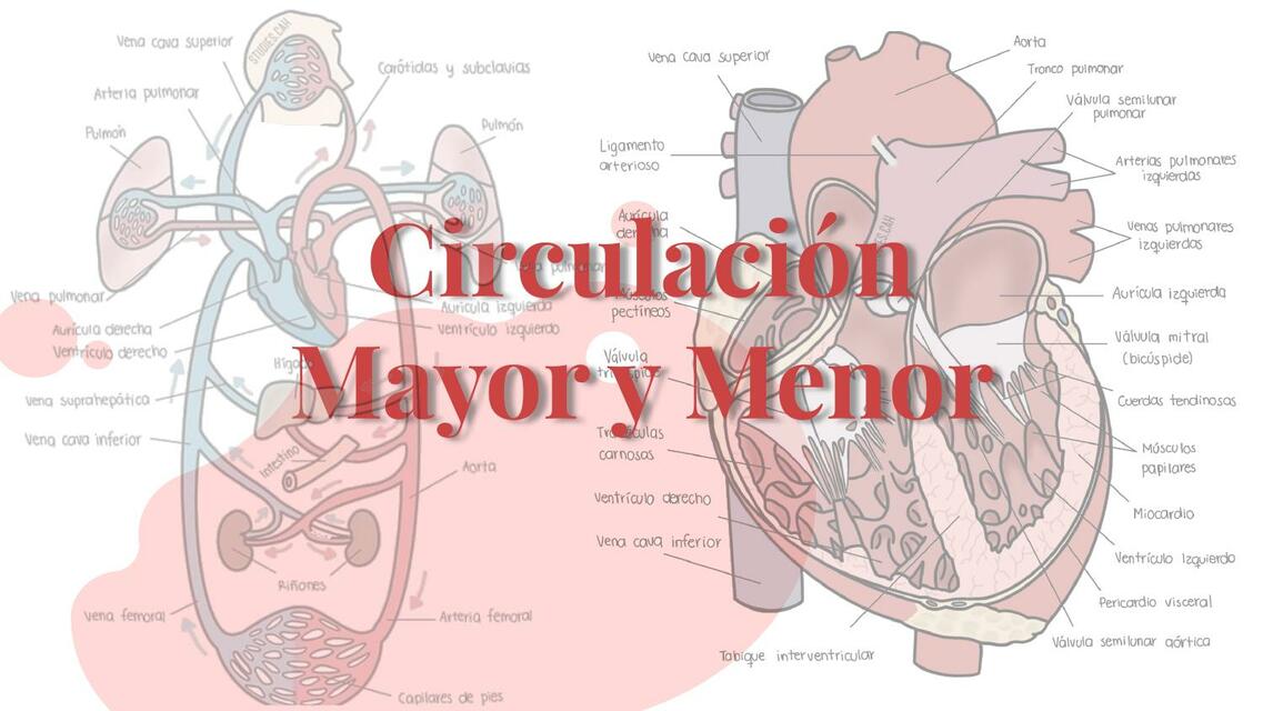 Circulación Mayor y Menor MEDilove uDocz