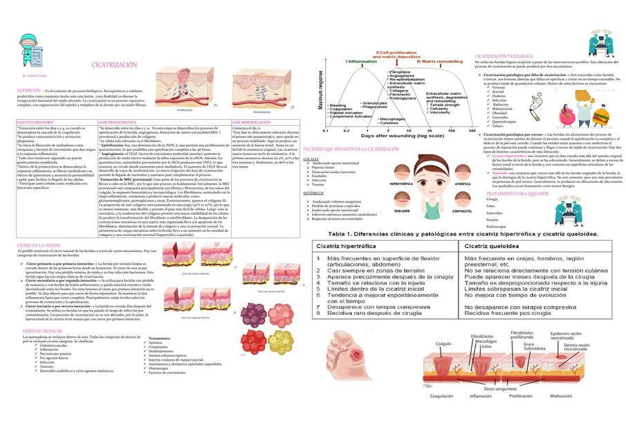 Cicatrizaci N Evany Duarte Udocz