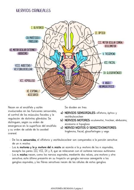 Nervios Craneales L S Udocz