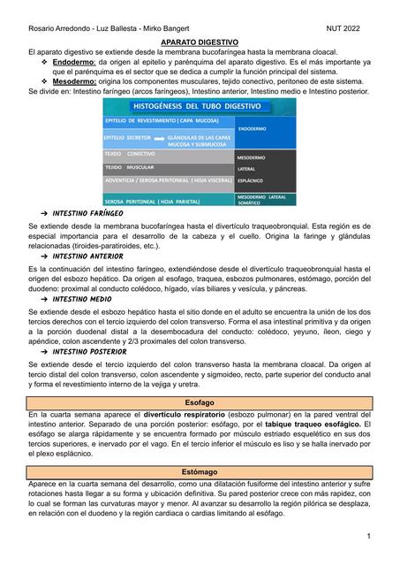 APARATO DIGESTIVO EMBRIO UABP 4 Rosario Arredondo UDocz