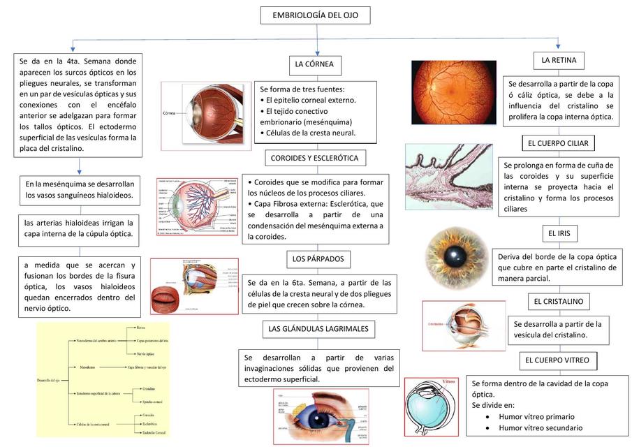 Dermatolog A Udocz