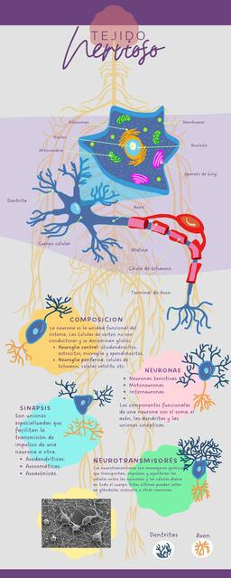 Tejido Nervioso Paola Santos Udocz
