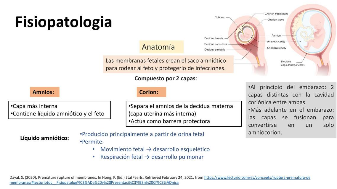 Membranas Fetales Rodriguez Rios Ruddy Udocz