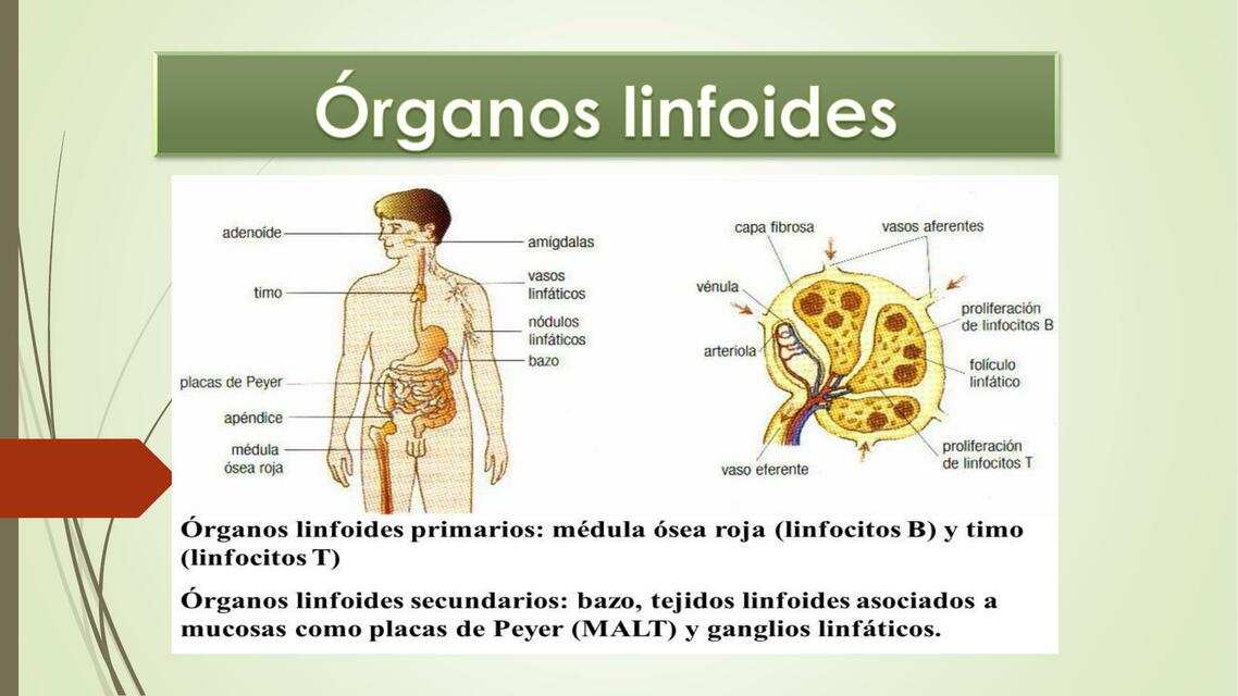 Rganos Linfoides Belkis Garcia Udocz