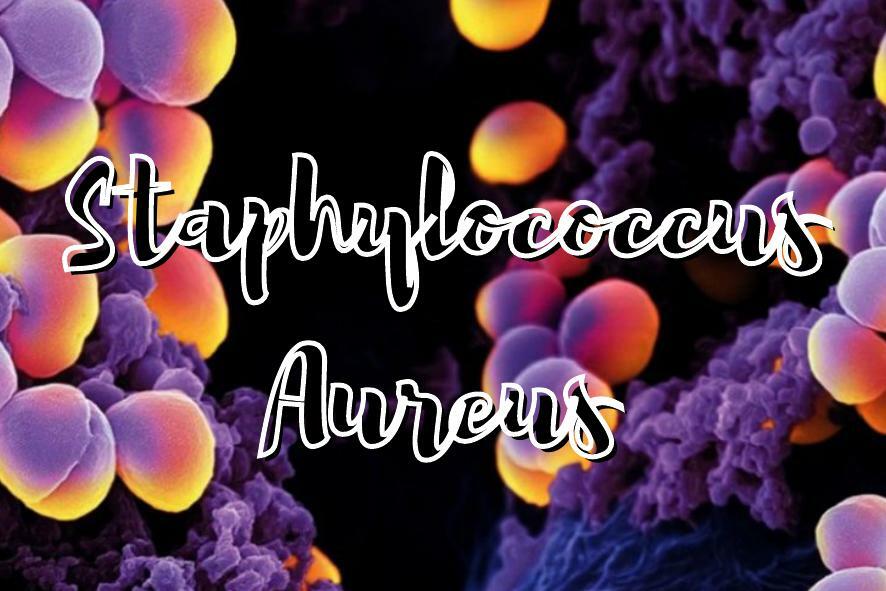 Staphylococcus Aureus La Vieja Confiable Medicina Udocz