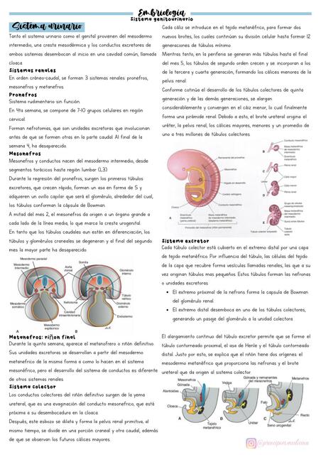 Embriolog A Sistema Genitourinario Udocz