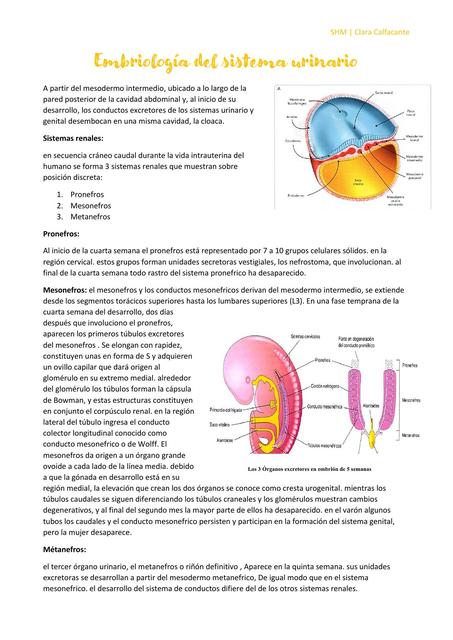 Embriología del sistema urinario Clara Calfacante uDocz