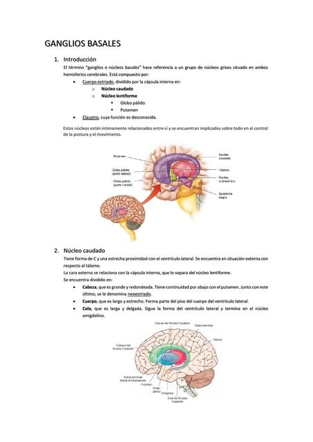 Ganglios Basales 2 YUDOC ORG UDocz