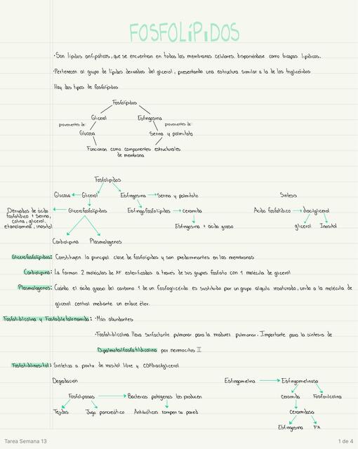 Fosfolípidos Glucoesfingolípidos y Eicosanoides Karen Ovalle Estrada