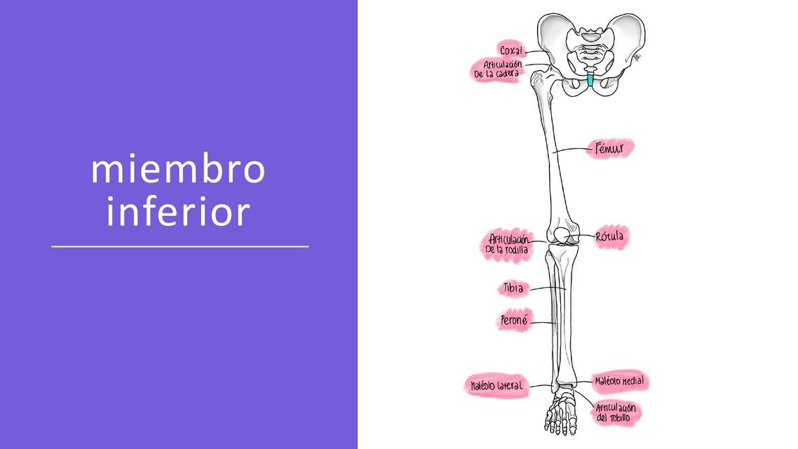 Miembro Inferior Anibal Jimenez UDocz