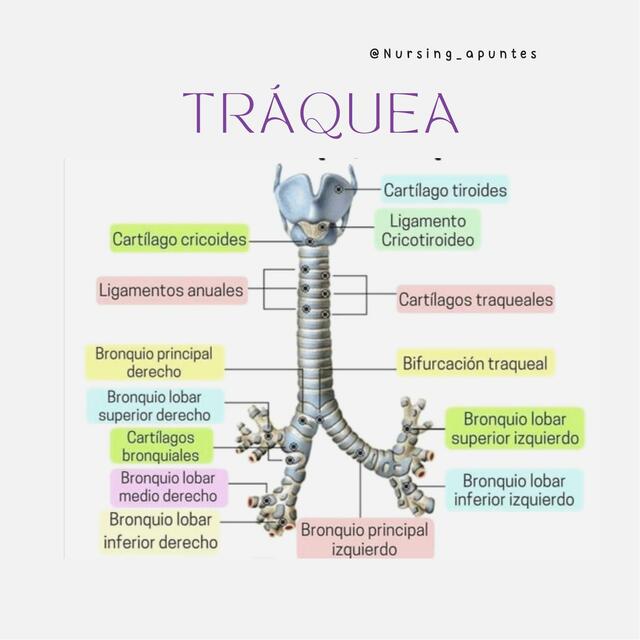 Tráquea nursing apuntes uDocz