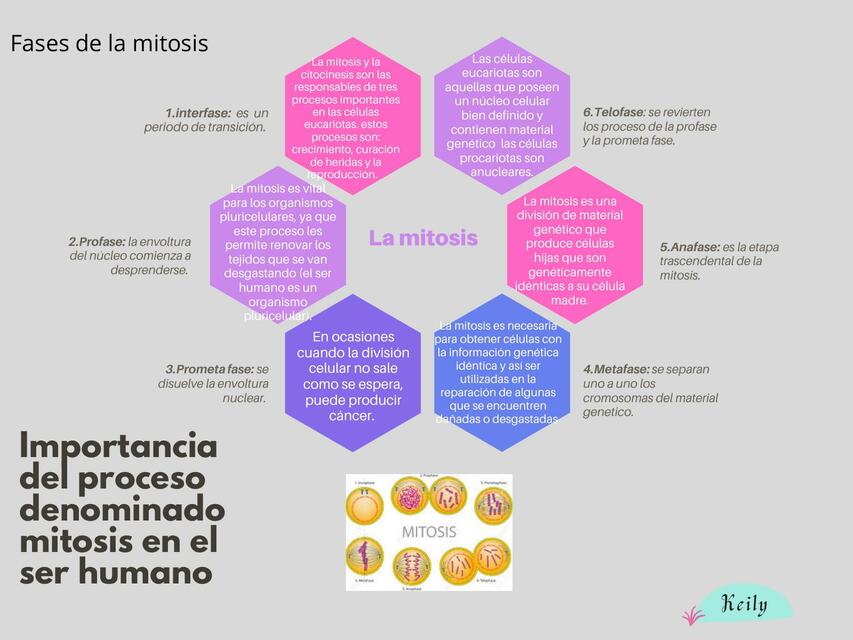 Importancia Del Proceso Denominado Mitosis En El Ser Humano Lylo UDocz