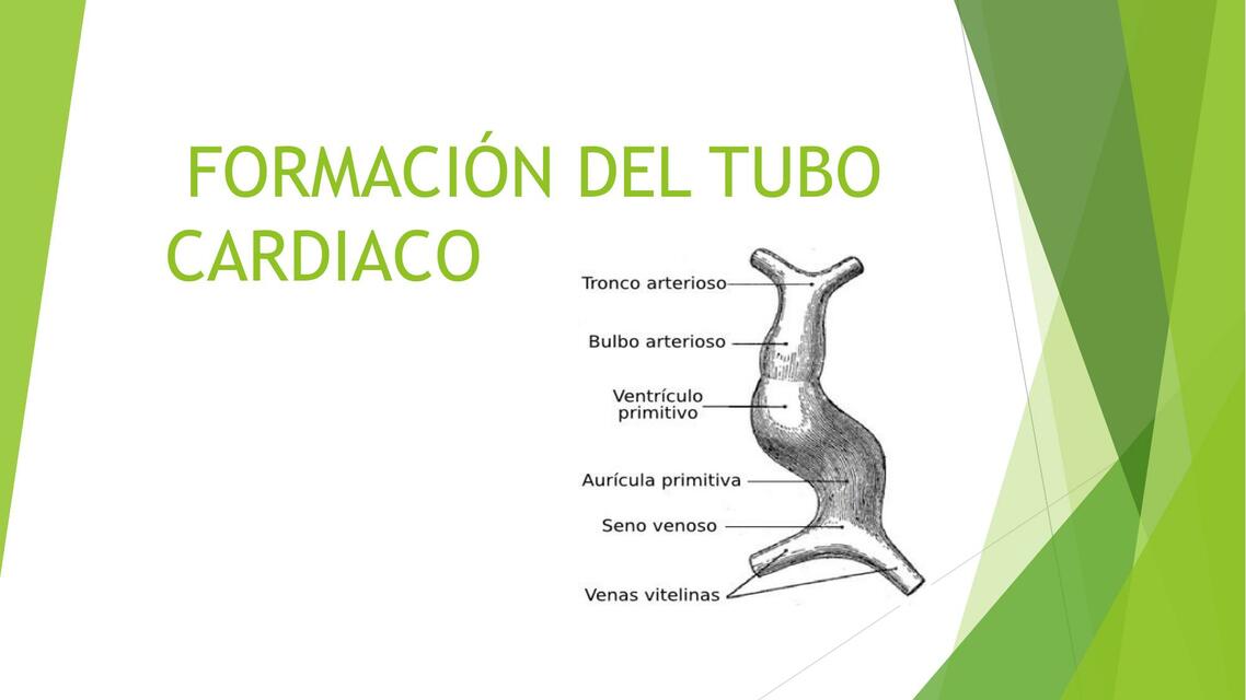 Formación del tubo cardíaco MARYURI LISBETH uDocz