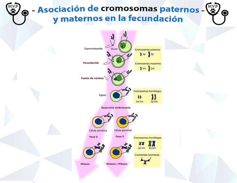 Asociaci N De Cromosomas Paternos Y Maternos En La Fecundaci N Fraii