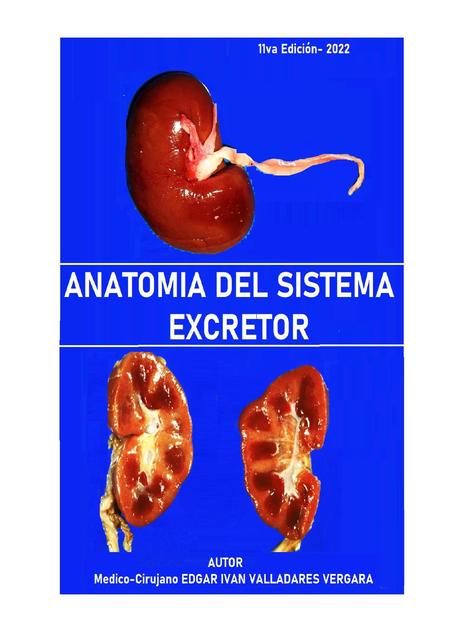 Anatom A Del Sistema Excretor Linda Milena Le N G Mez Udocz