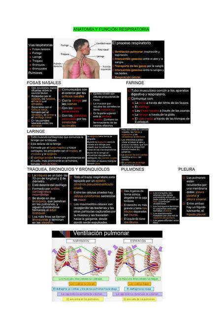 Anatomía y Función Respiratoria Jeremy Castillo uDocz