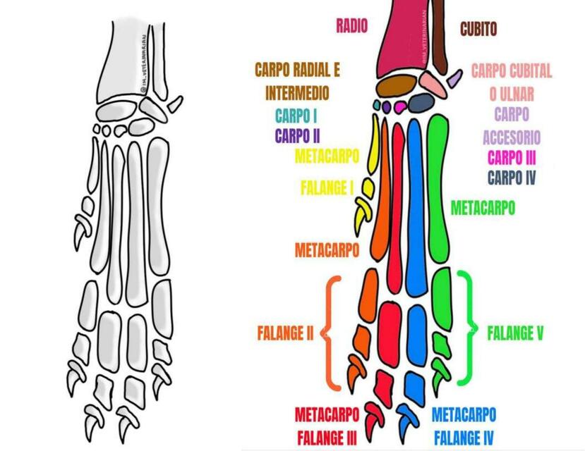 Huesos De La Pata Miembro Anterior Fraii Udocz