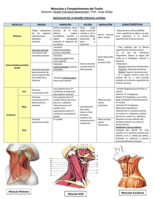 Pvn Del Cuello M Sculos Y Compartimentos Del Cuello Textsanatomia