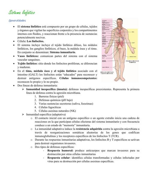 Citohistología Cap Sistema linfático Medlife andrea uDocz