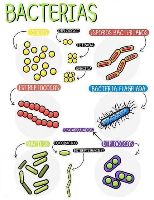 Bacterias Fraii UDocz