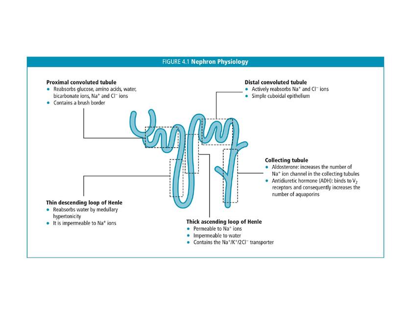 Fisiologia De La Nefrona UDocz