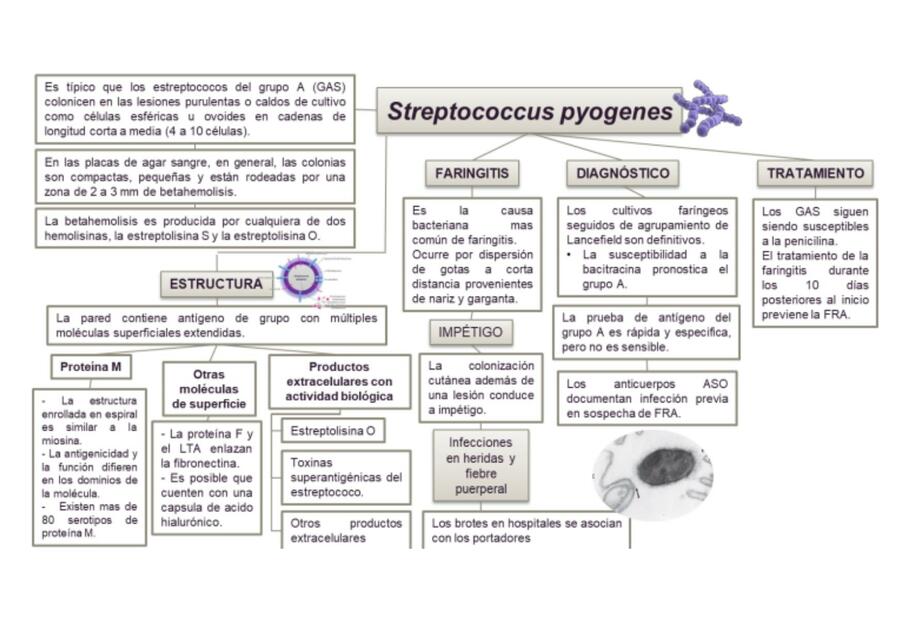 Streptococcus Pyogenes Y Rickettsia Tiroxina Med Udocz