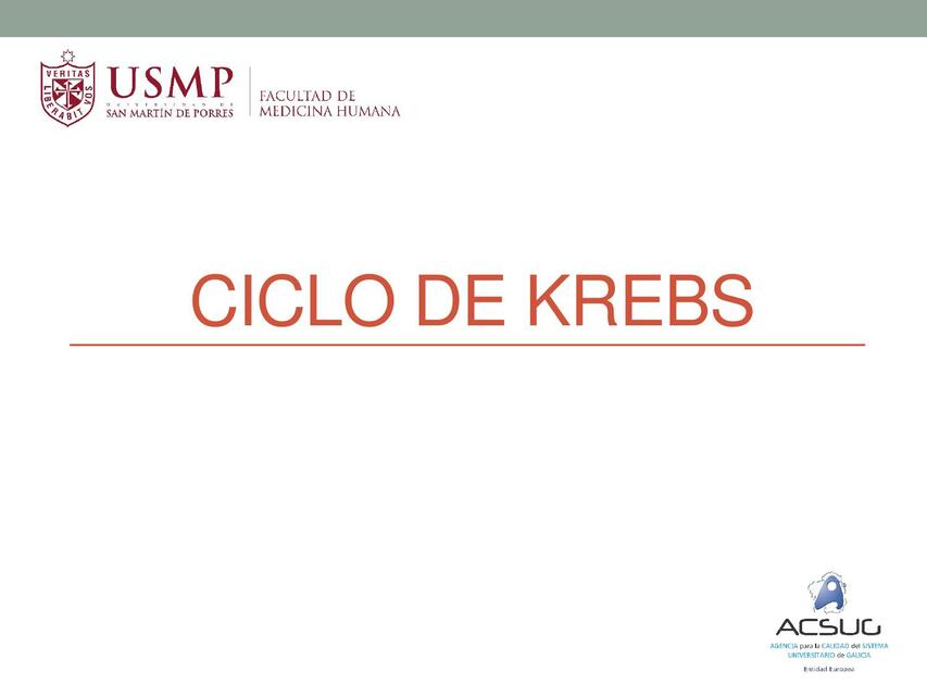 Ciclo De Krebs Tiroxina Med Udocz