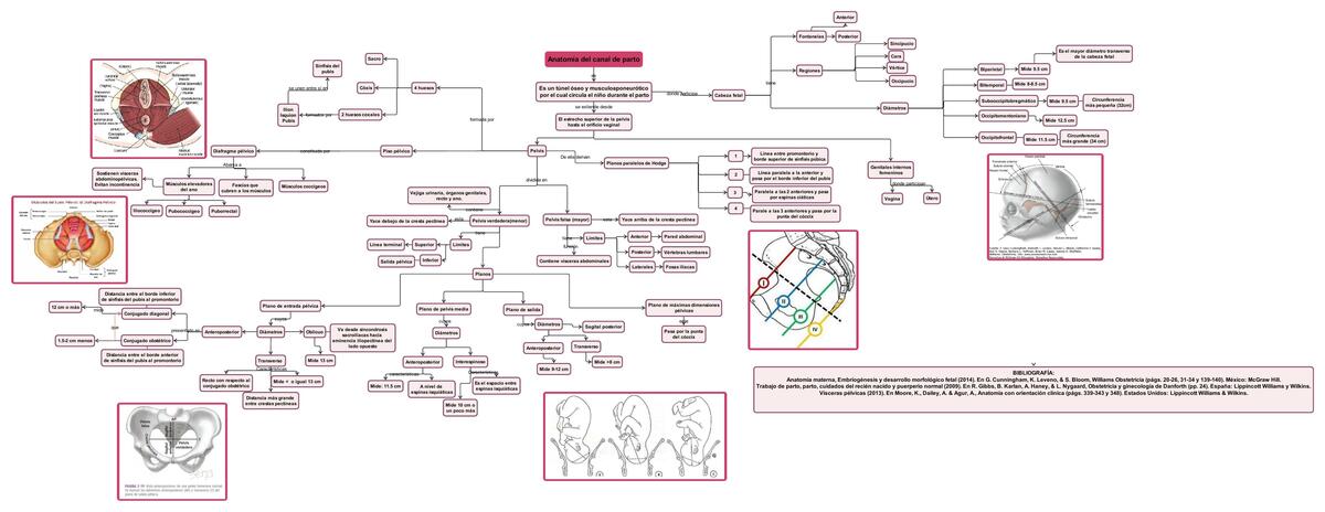 Anatomía del Canal del Parto H tu jbvvc Fui hiixggh uDocz