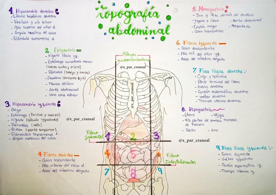 Topograf A Abdominal D Cimo Par Craneal Udocz