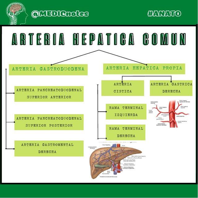 Arteria Hepatica Comun Hot Sex Picture