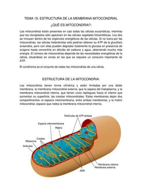 Estructura De La Membrana Mitocondrial Alejandra Alvarez UDocz